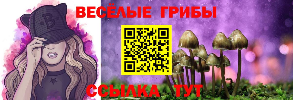 Псилоцибиновые грибы GOLDEN TEACHER  Вход с VPN  Псилоцибиновые грибы Cubensis  Вольск 